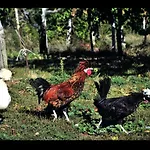 Famiglia De Angelis Ripatransone