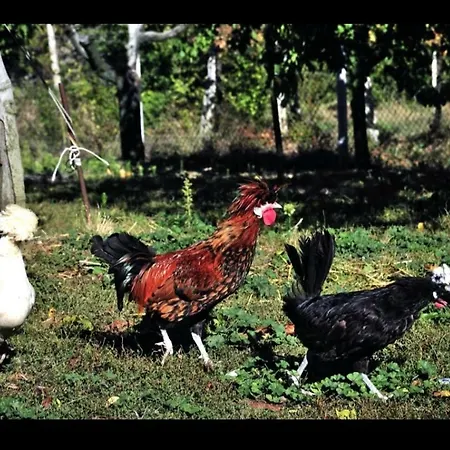 Famiglia De Angelis Ripatransone